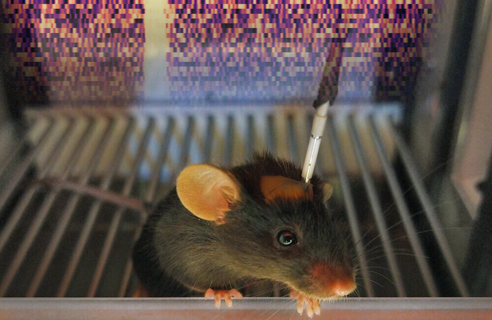 Lights, camera, action! Peeking into the brains of mice to understand reward learning