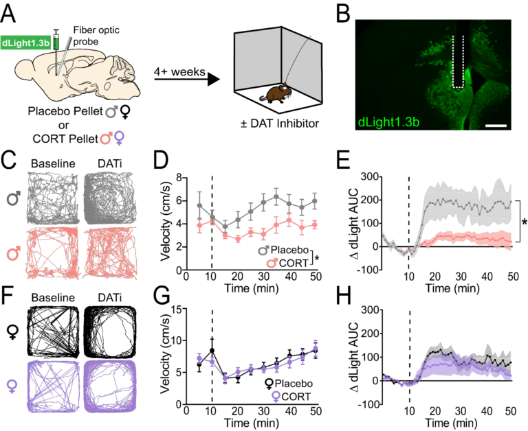 Chronically dysregulated corticosterone impairs dopaminergic transmission in the dorsomedial striatum by sex-divergent mechanisms (Holloway et al., NPP, 2023).