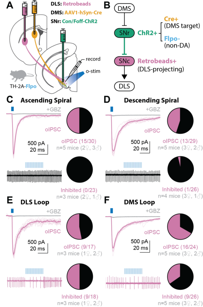 Striatonigrostriatal circuit architecture for disinhibition of dopamine signaling (Ambrosi and Lerner, Cell Reports, 2022).