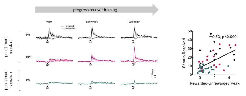 Dopamine signaling in the dorsomedial striatum promotes compulsive behavior (Seiler et al., Current Biology, 2022).