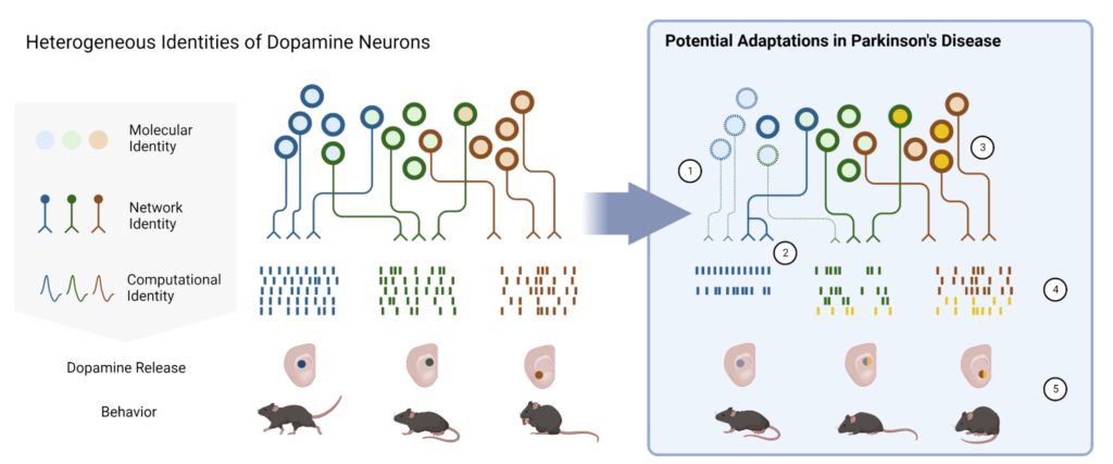 Dopamine across timescales and cell types: Relevance for phenotypes in Parkinson’s disease progression (Seiler et al., Experimental Neurology, 2024).