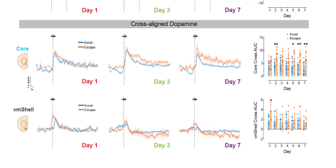 Region-specific Nucleus Accumbens Dopamine Signals Encode Distinct Aspects of Avoidance Learning (Lopez et al., bioRxiv, 2024).