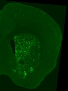 Modified rabies vectors can query whole-brain inputs to specific subsets of midbrain dopamine neurons.